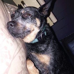 Meet your Posher, Molly